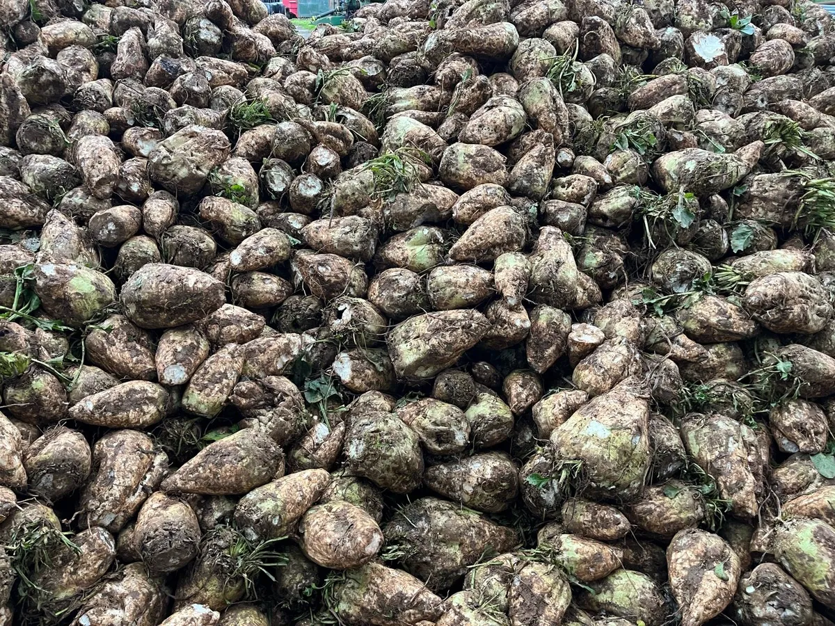 Fodder Beet - Image 3