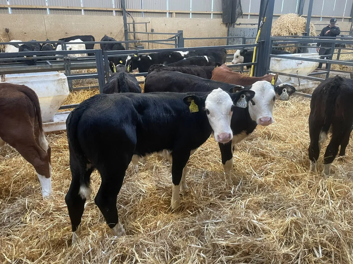 7 Super Hereford heifer calves for sale - Image 2