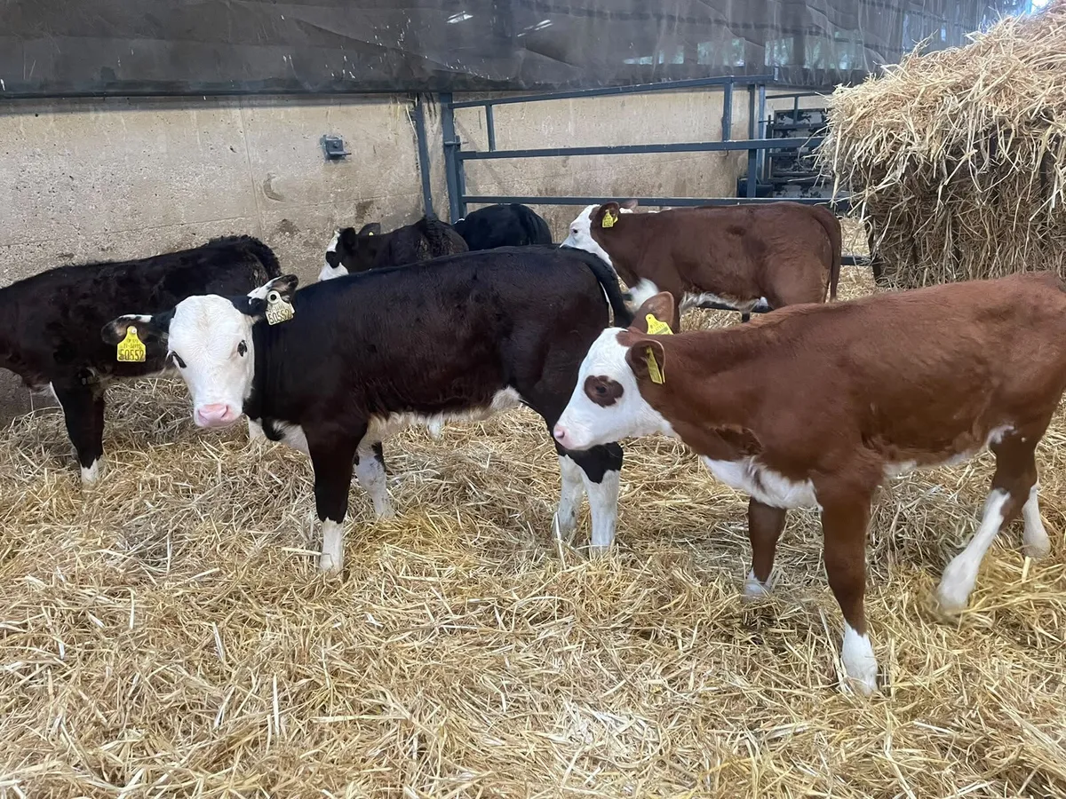 7 Super Hereford heifer calves for sale - Image 1