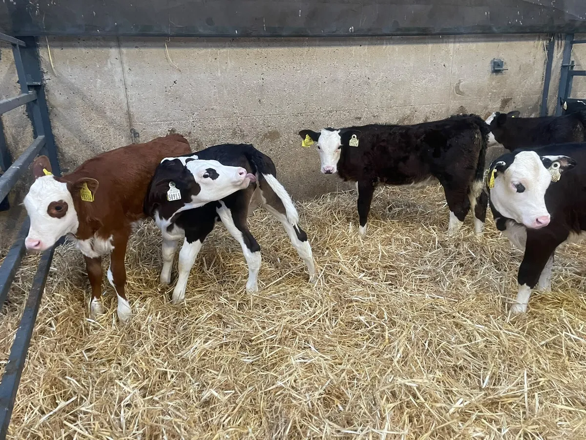 7 Super Hereford heifer calves for sale - Image 3