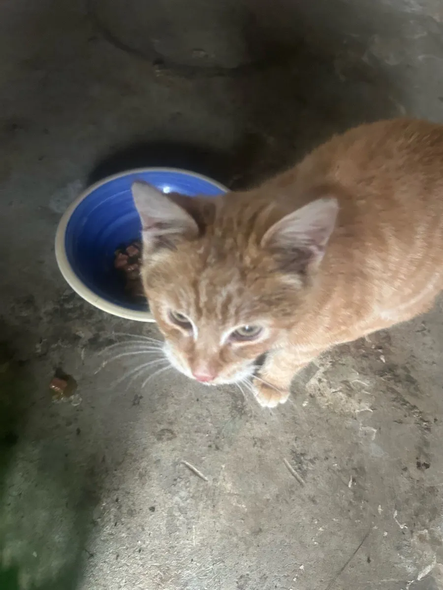 kitten to Good Home - Image 1