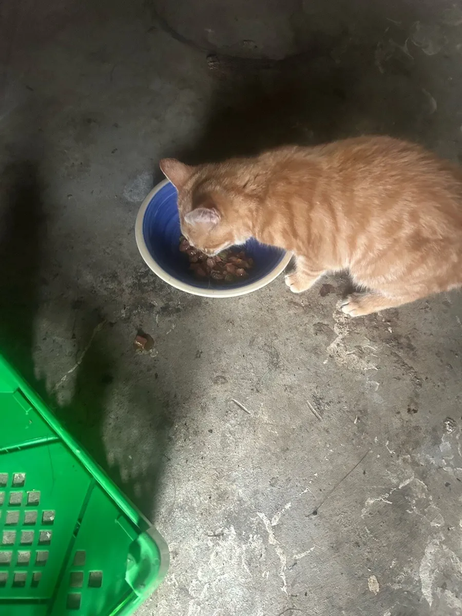 kitten to Good Home - Image 2