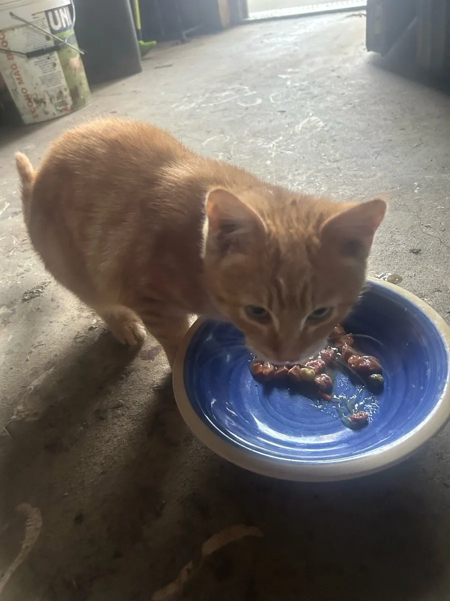 kitten to Good Home - Image 3