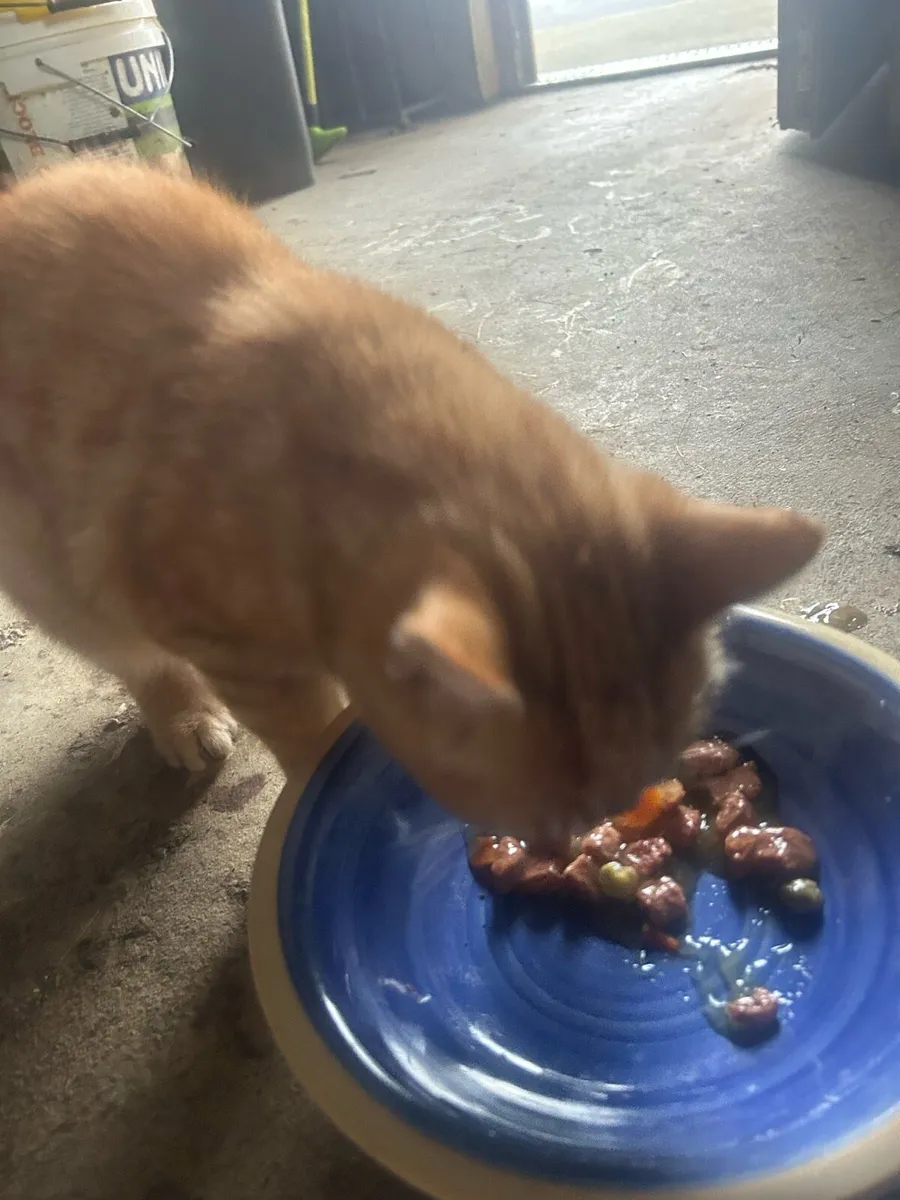 kitten to Good Home - Image 4