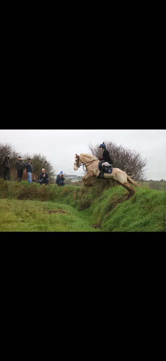 ⭐️smashing 14’2 5yo gelding⭐️ - Image 2