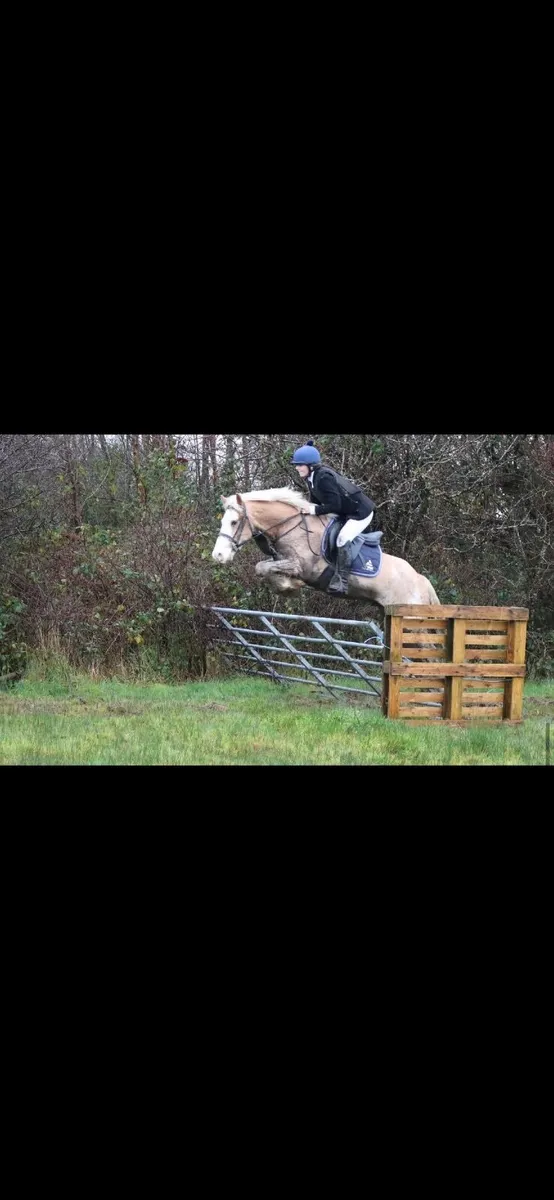 ⭐️smashing 14’2 5yo gelding⭐️ - Image 3