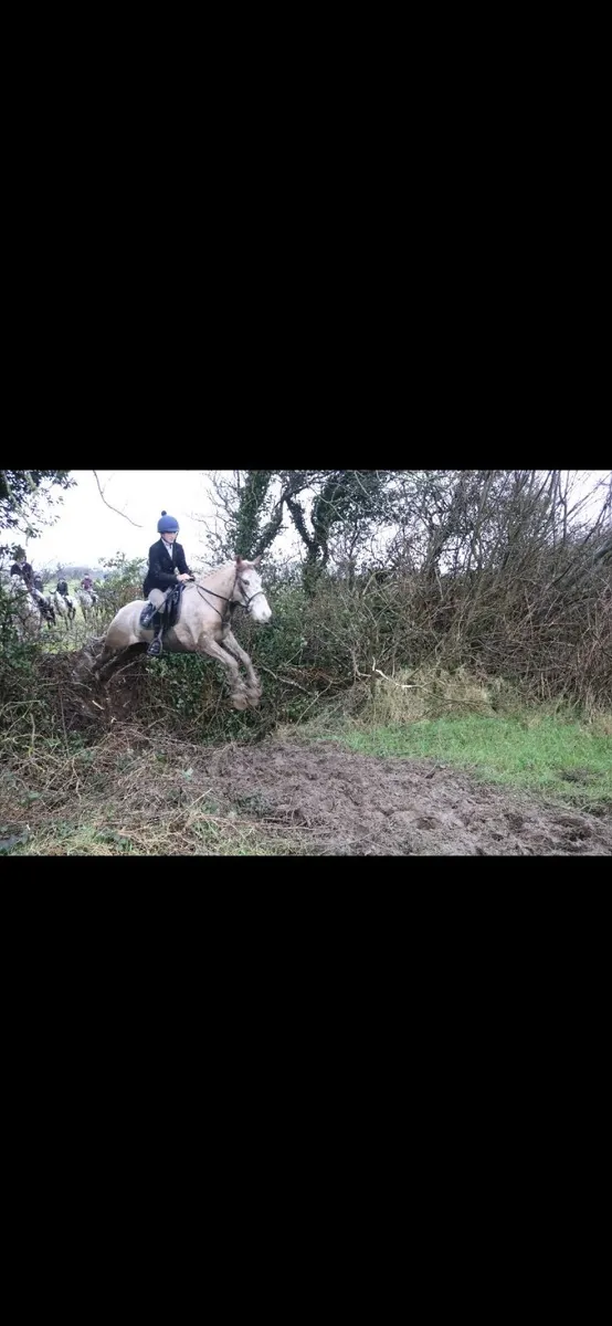 ⭐️smashing 14’2 5yo gelding⭐️ - Image 4