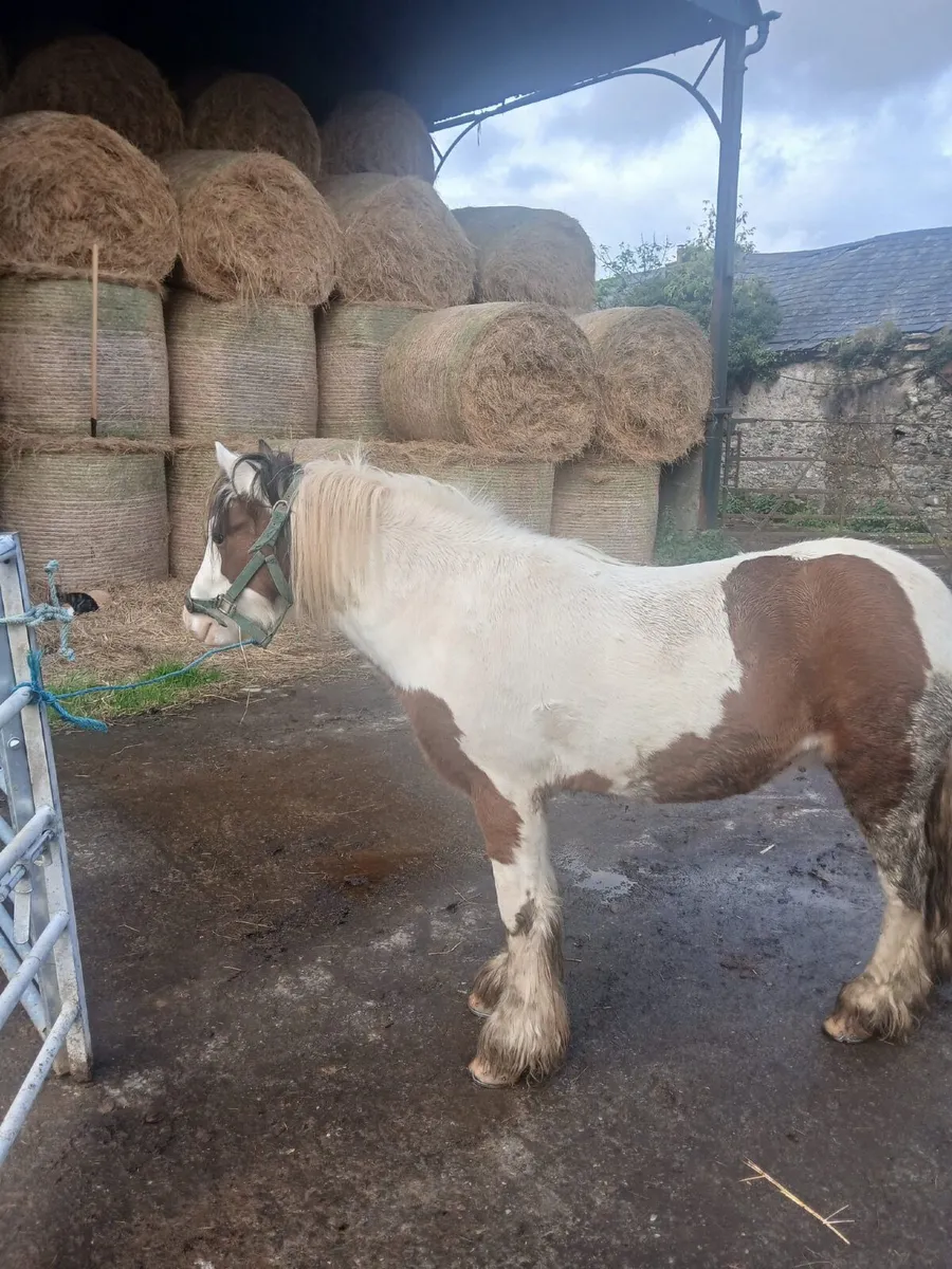 Gelding Pony - Image 2