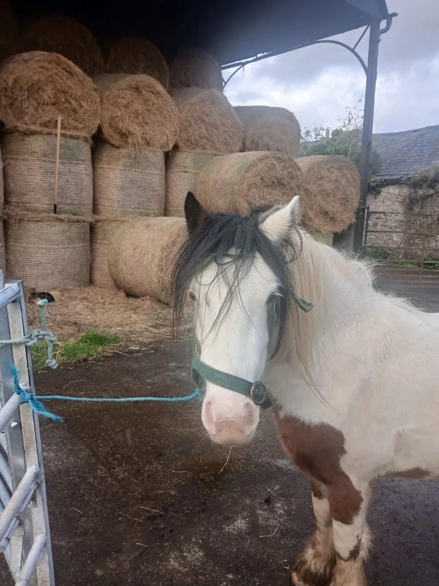 Gelding Pony - Image 1