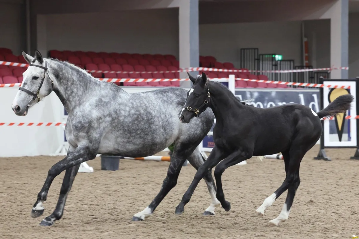 Broodmare Balou du Rouet in foal to Jorado - Image 1