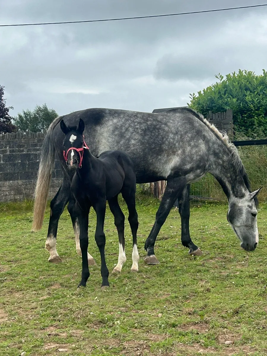 Broodmare Balou du Rouet in foal to Jorado - Image 3