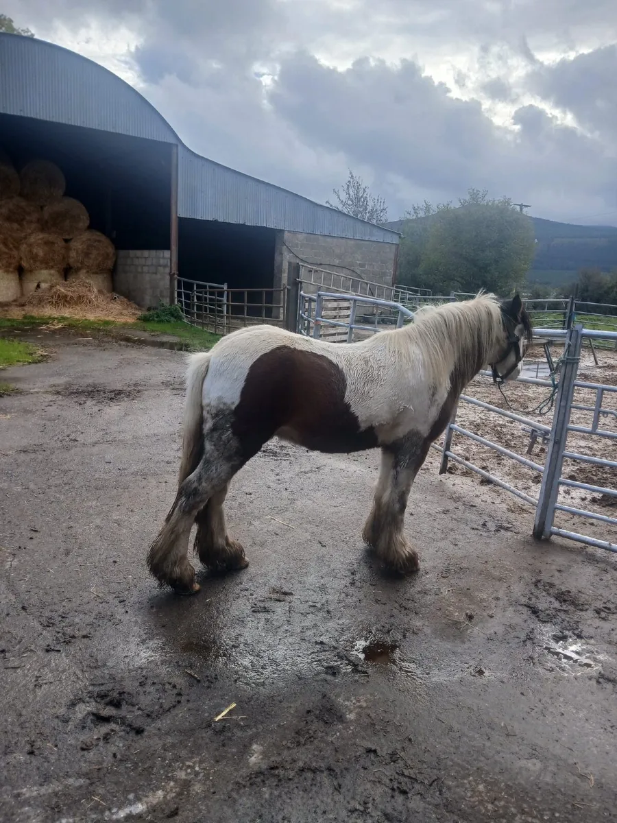 Gelding Pony - Image 3