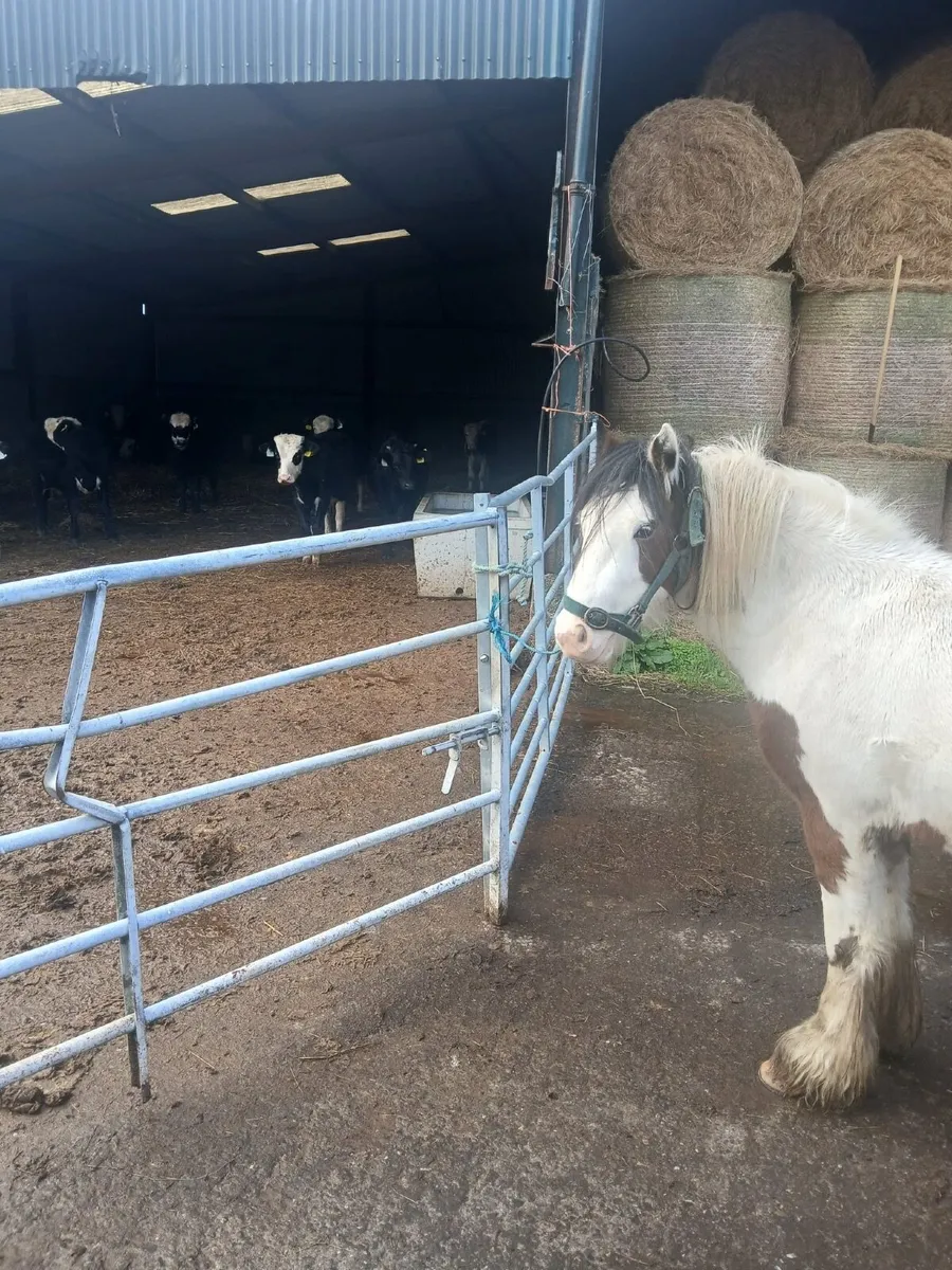 Gelding Pony - Image 4