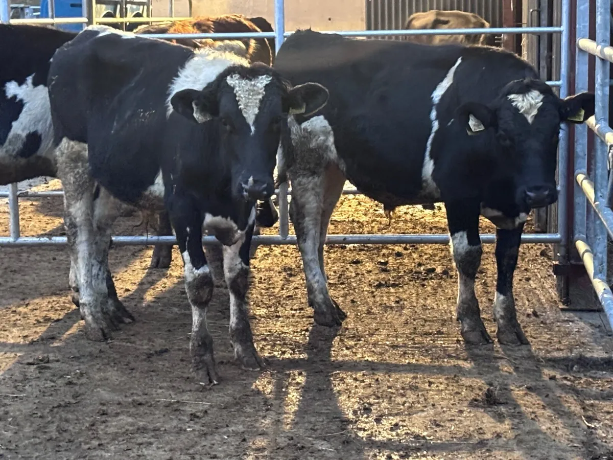 3 Freisan bull Freisan weanlings for sale - Image 2