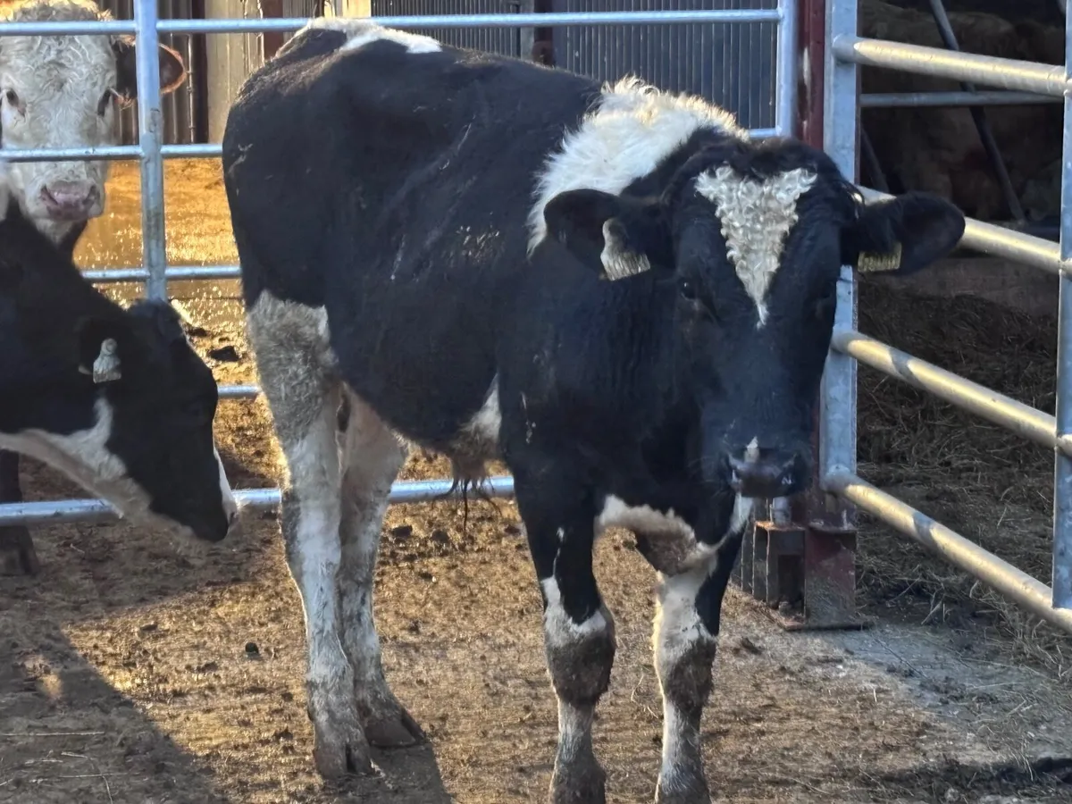 3 Freisan bull Freisan weanlings for sale - Image 3