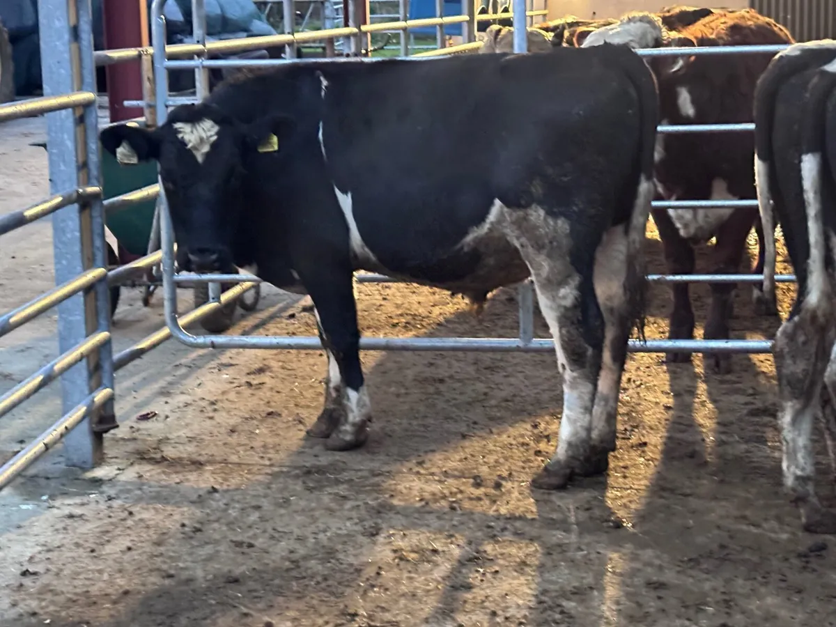 3 Freisan bull Freisan weanlings for sale - Image 1