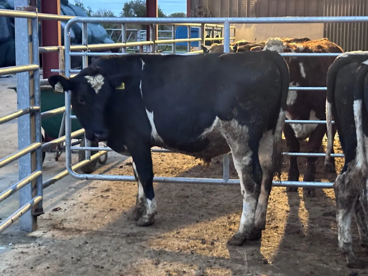 3 Freisan bull Freisan weanlings for sale - Image 4