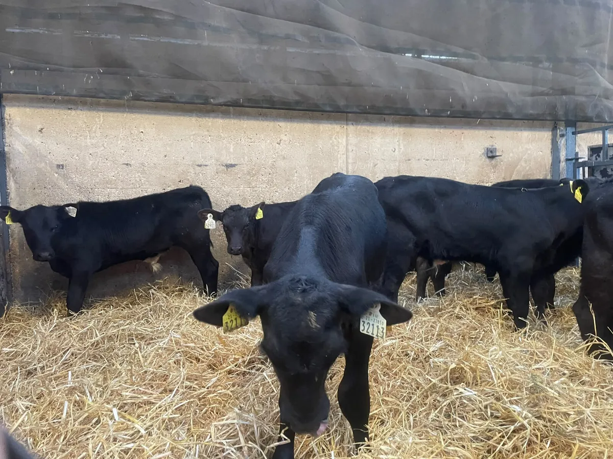 14 Proper Aberdeen Angus bull calves for sale - Image 3