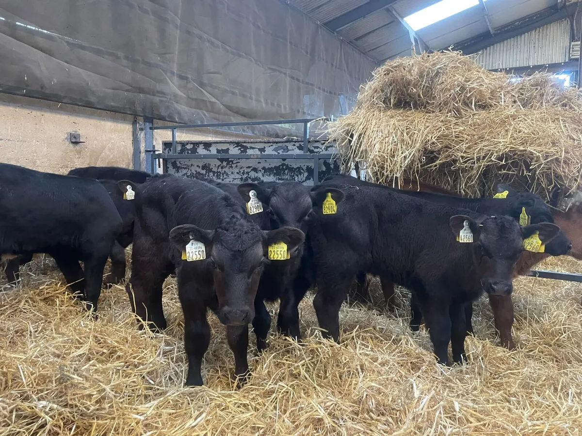 14 Proper Aberdeen Angus bull calves for sale - Image 2