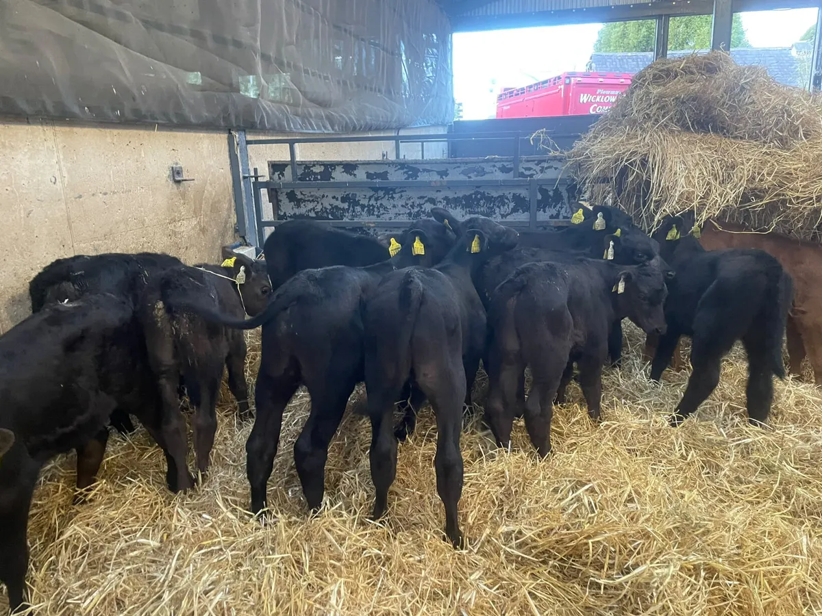 14 Proper Aberdeen Angus bull calves for sale - Image 4