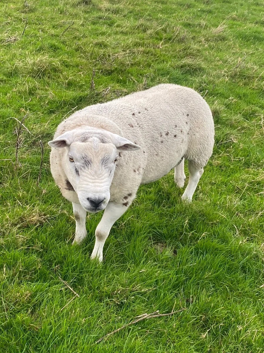 Texel Ram - Image 3