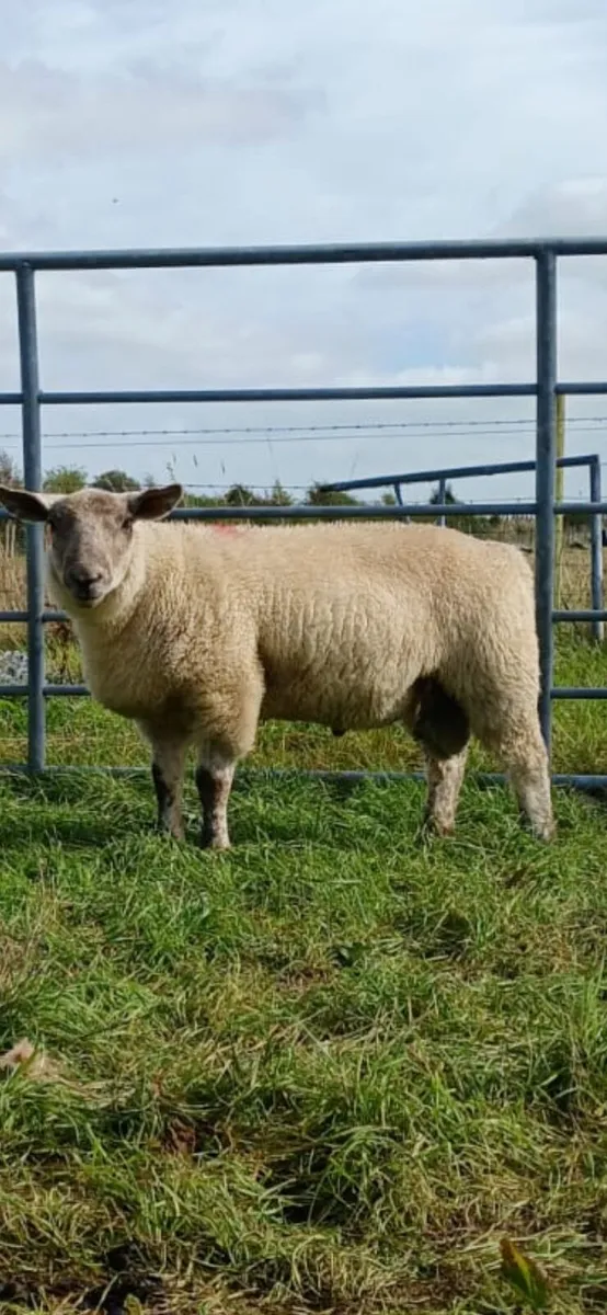 Texel Ram - Image 1