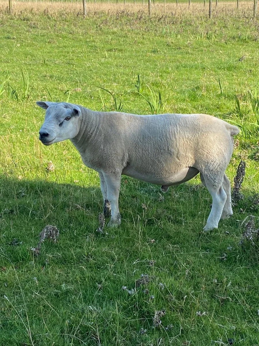 Texel Ram - Image 2