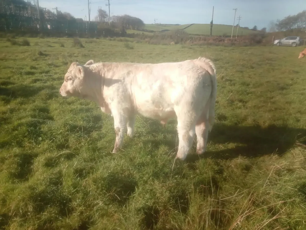 PBR Ch Bull - Image 1