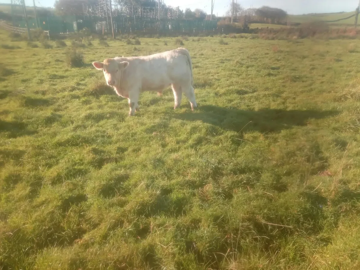 PBR Ch Bull - Image 3