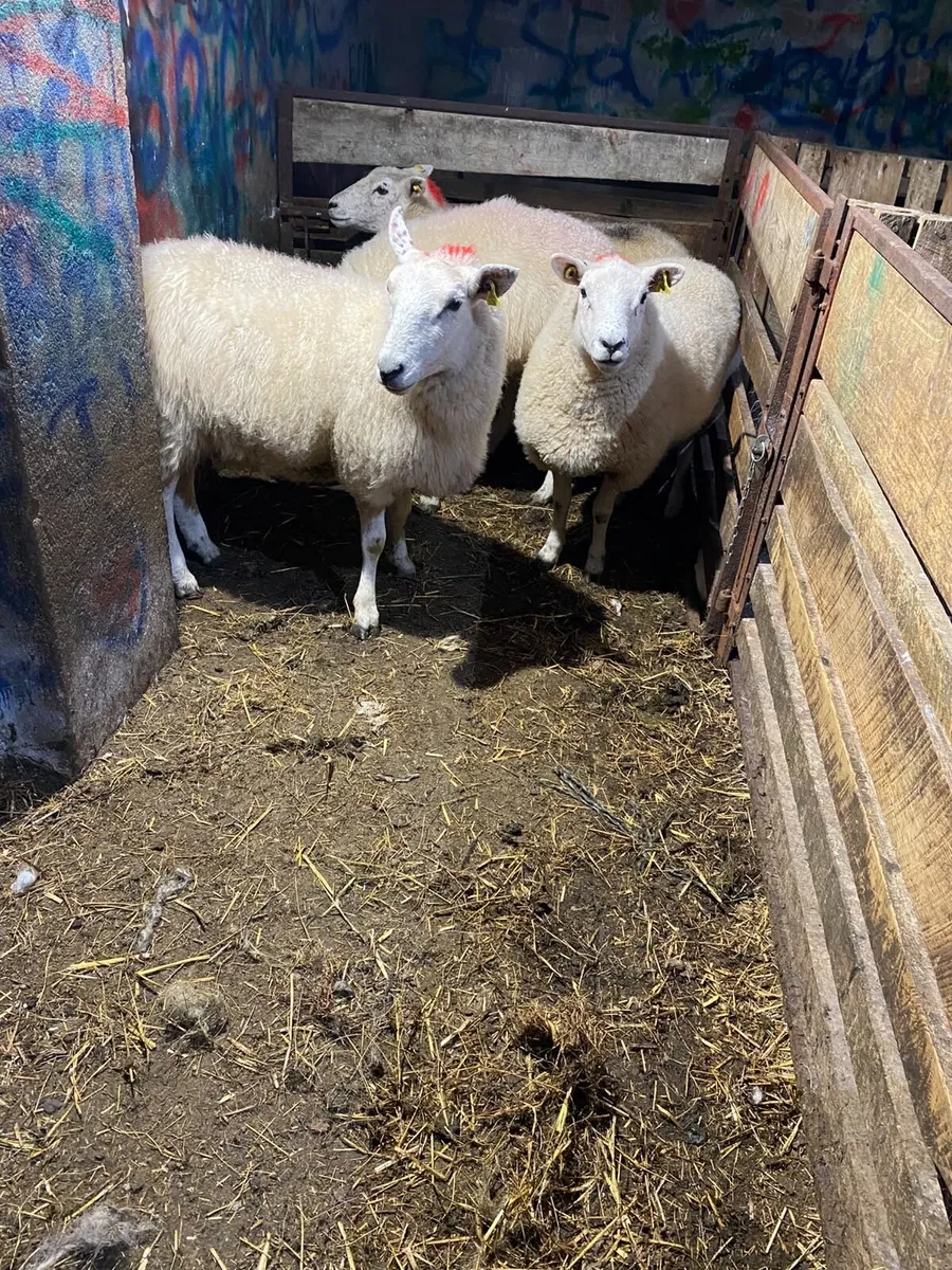 4 organic cross breed hoggets - Image 1