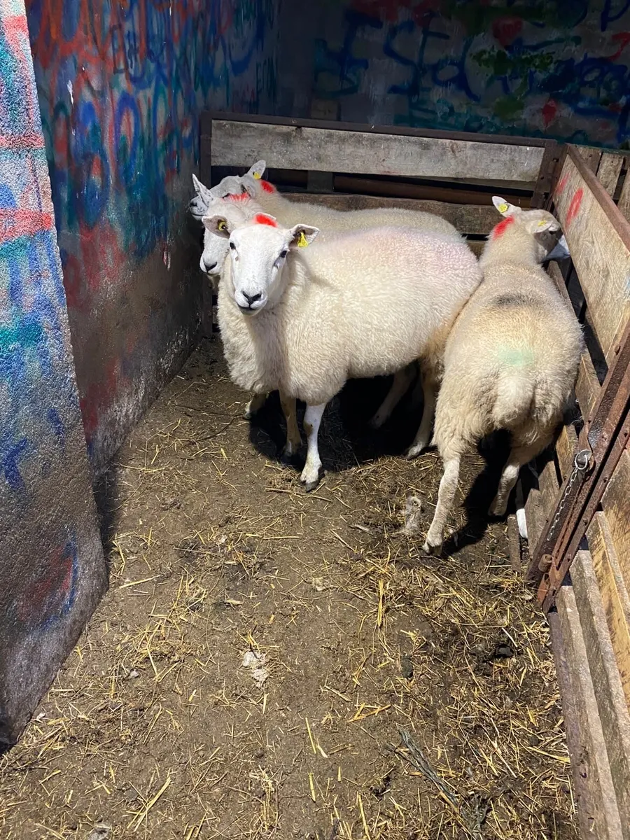 4 organic cross breed hoggets - Image 3