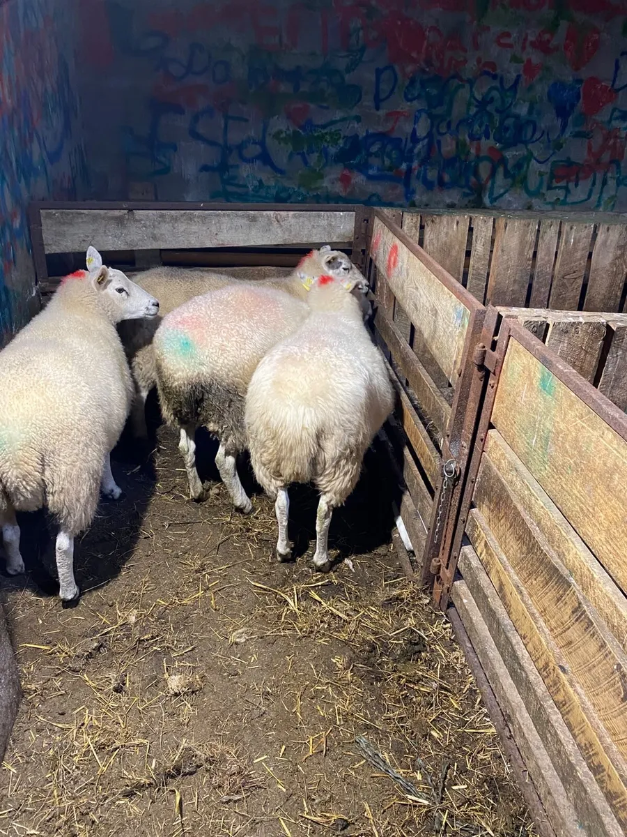 4 organic cross breed hoggets - Image 4