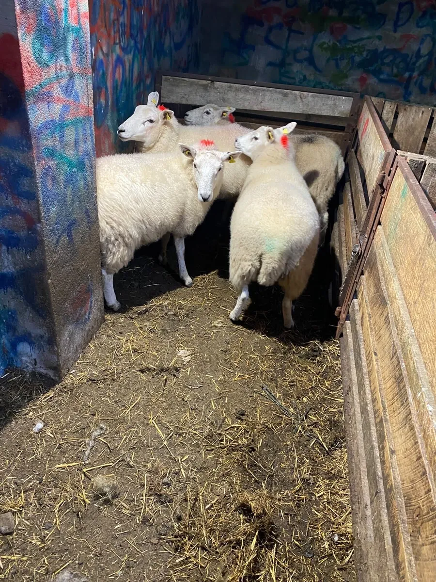 4 organic cross breed hoggets - Image 2