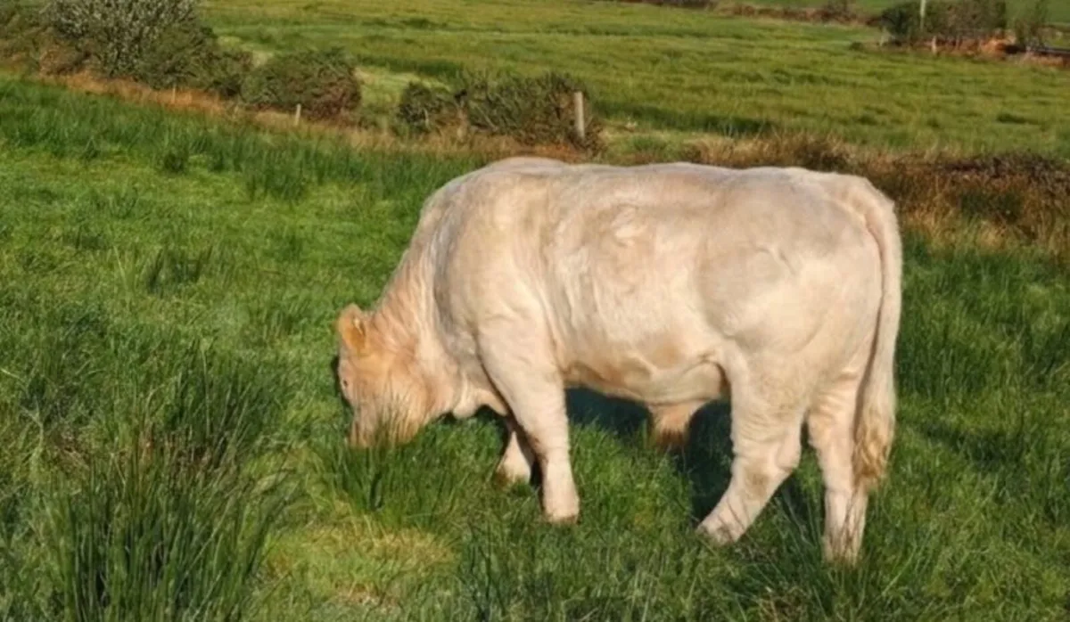 Charolais Bull - Image 3