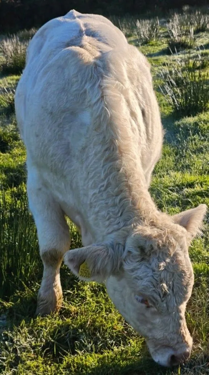 Charolais Bull - Image 2