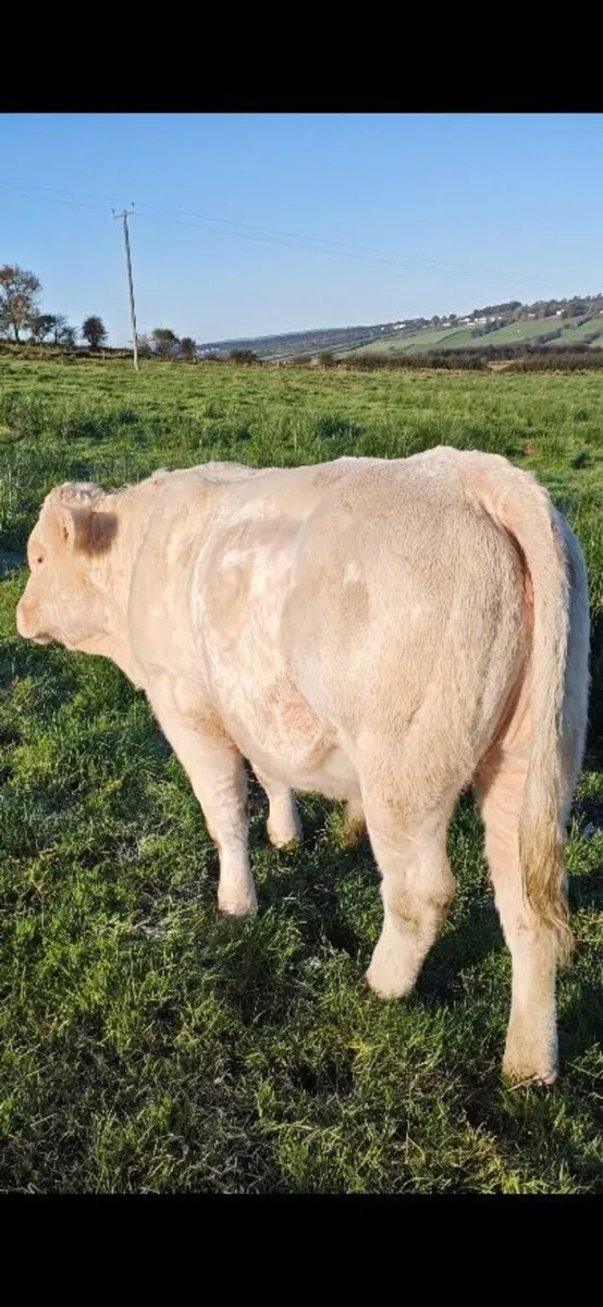 Charolais Bull - Image 4