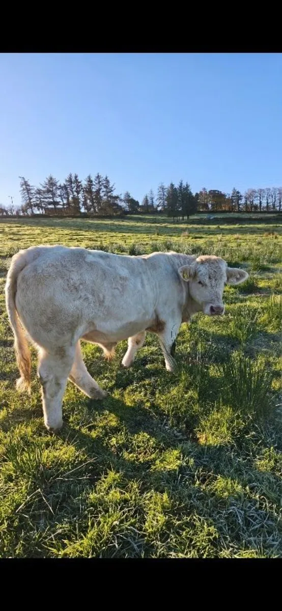 Charolais Bull - Image 1