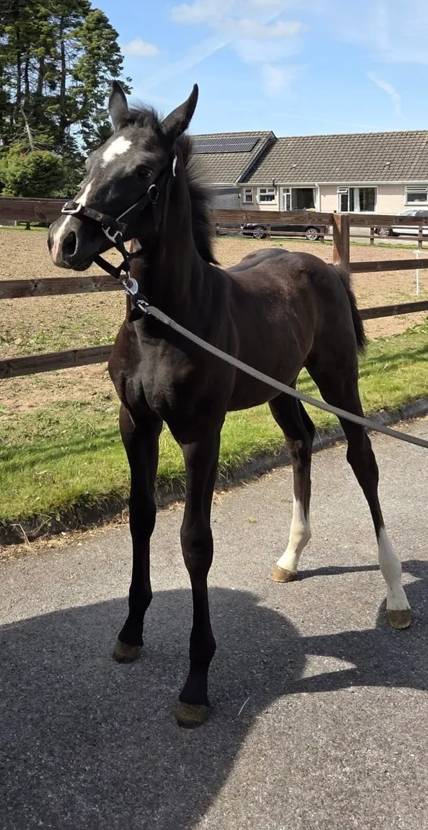 Broodmare Balou du Rouet in foal to Jorado - Image 4