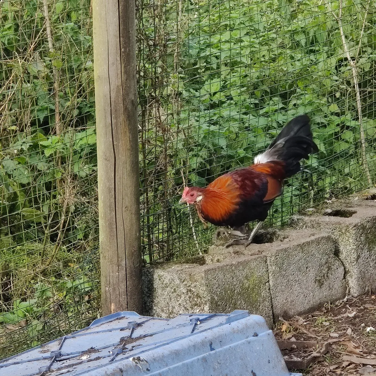 Jungle fowl - Image 1