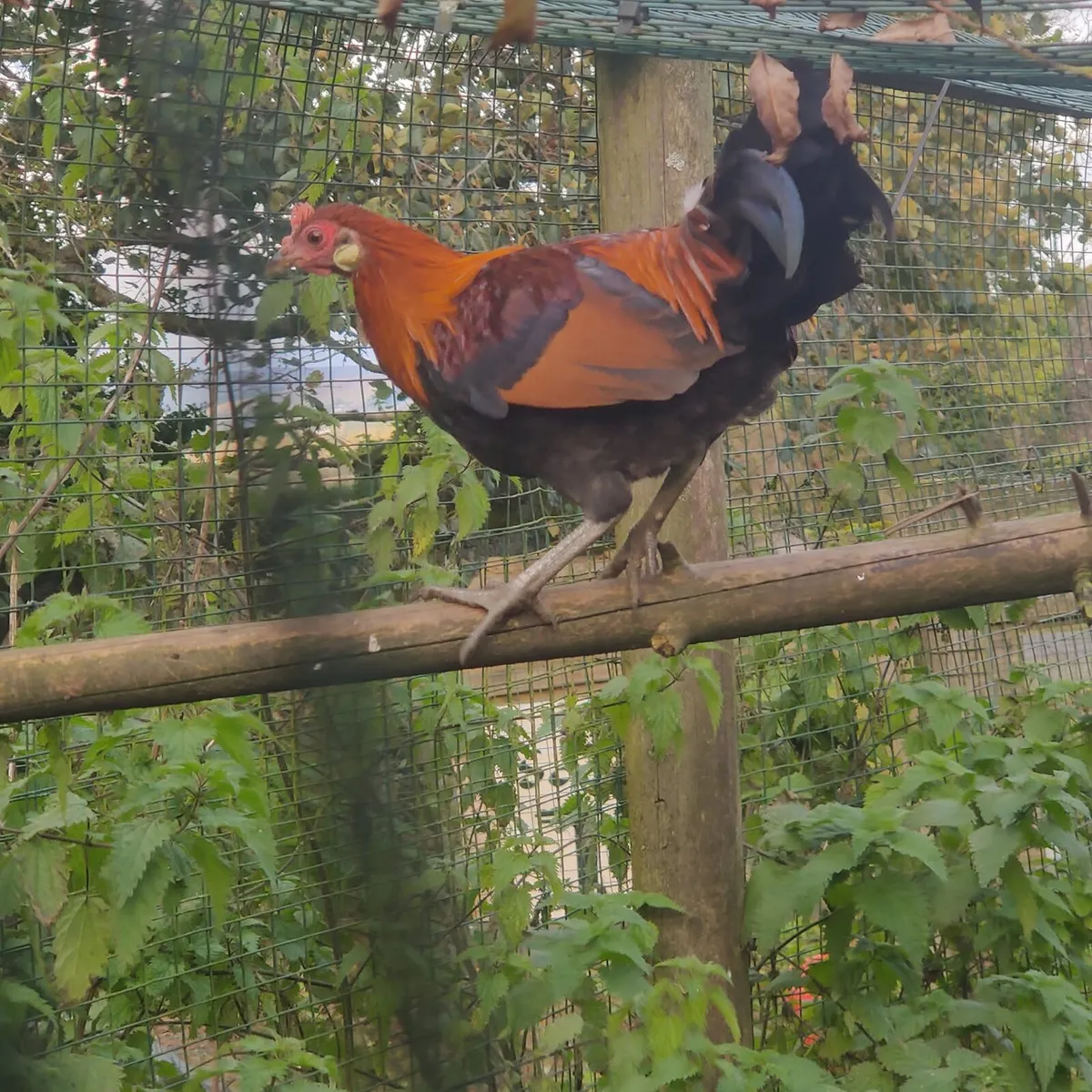 Jungle fowl - Image 2