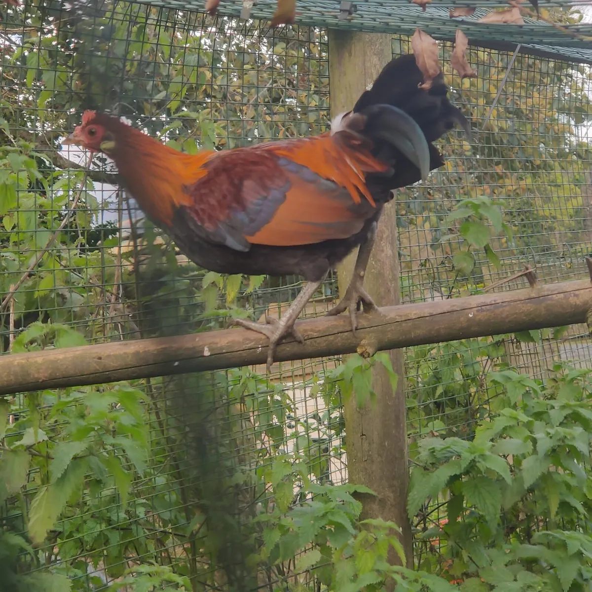 Jungle fowl - Image 3
