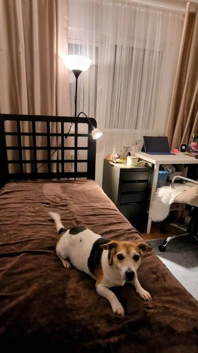 Single Bed as New Mint Condition - Image 2