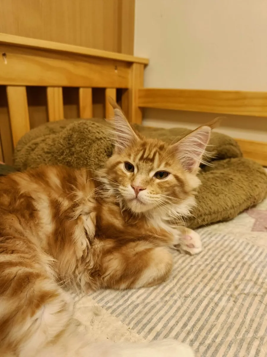 Maine Coon  Kiten  XL   Isidor  for sale. - Image 1