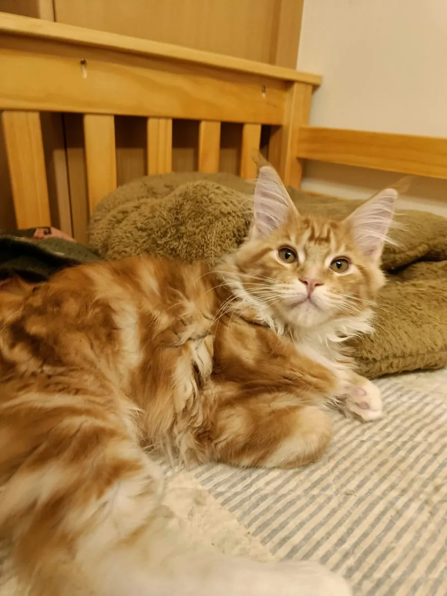 Maine Coon  Kiten  XL   Isidor  for sale. - Image 2