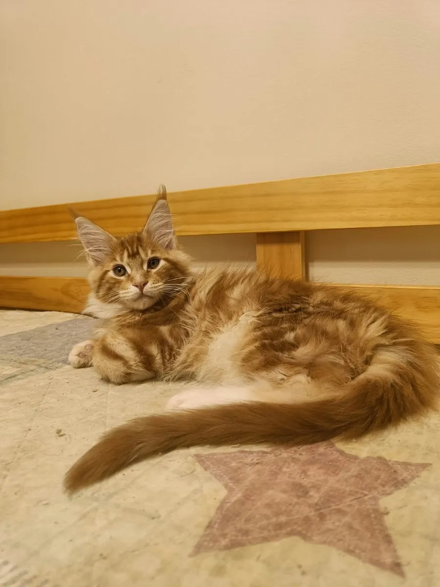 Maine Coon  Kiten  XL   Isidor  for sale. - Image 4