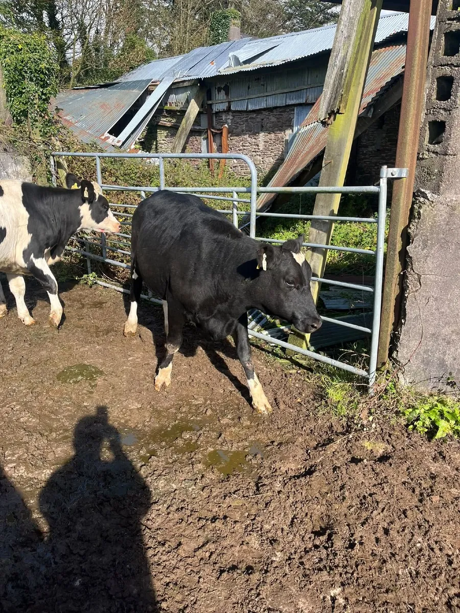 4 Spring Born 2025 Heifers - Image 2