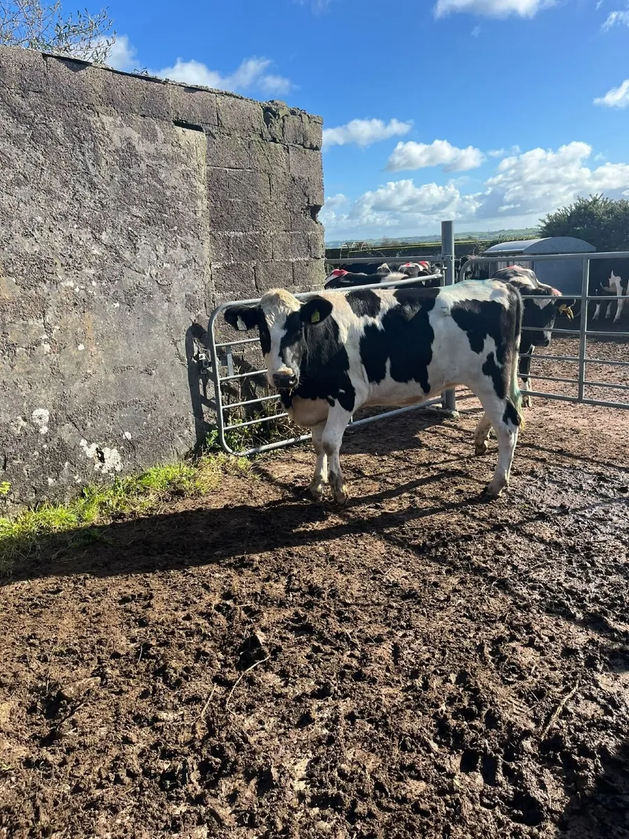 4 Spring Born 2025 Heifers - Image 1