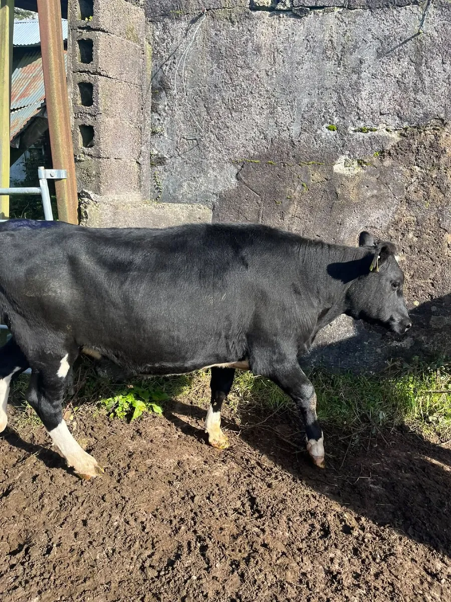 4 Spring Born 2025 Heifers - Image 4