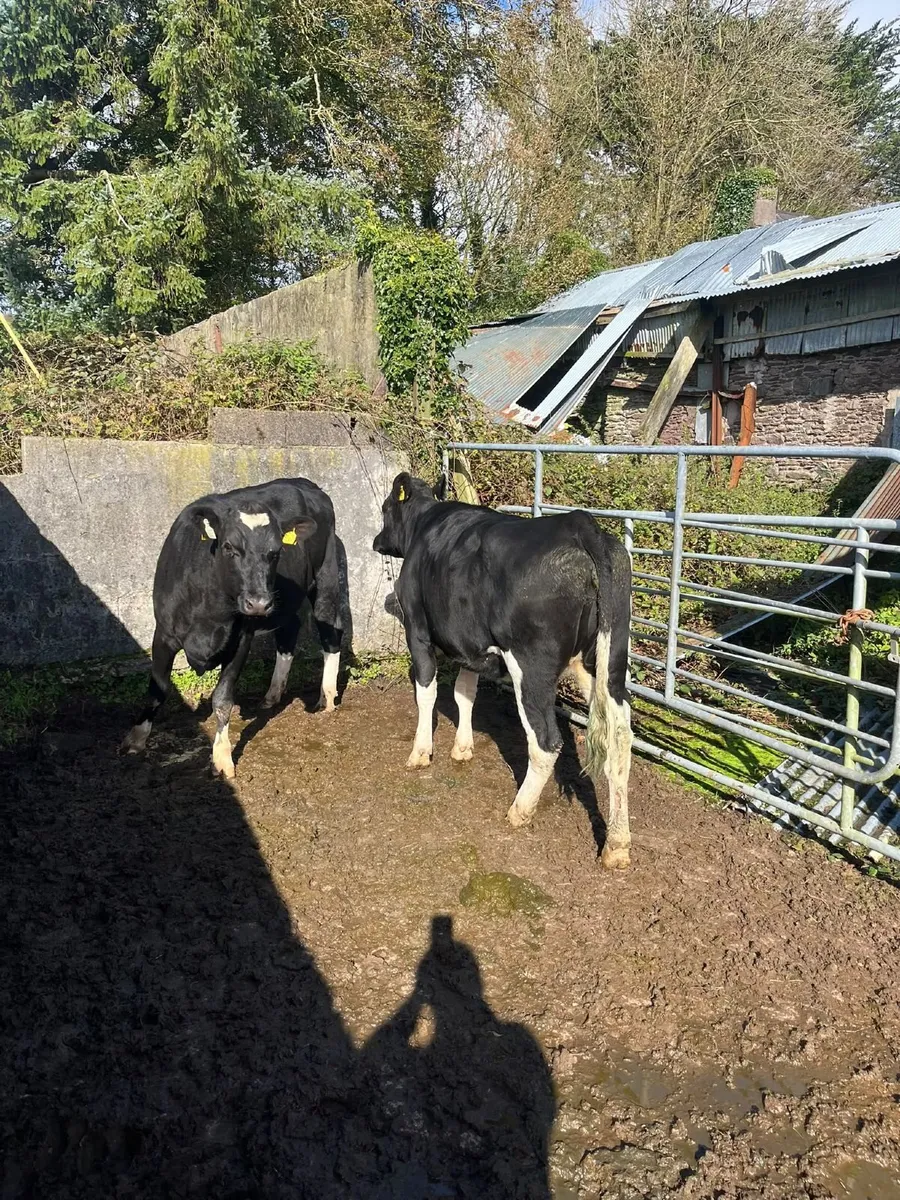 4 Spring Born 2025 Heifers - Image 3