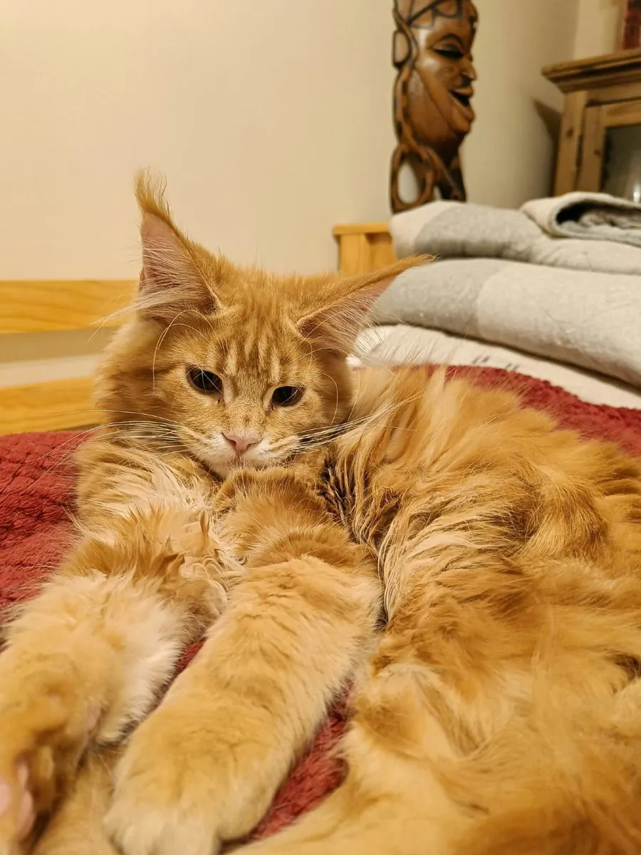 Maine Coon kitten XL Ilyas  for sale. - Image 2